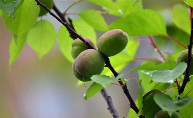 梅雨季節(jié)，養(yǎng)花怎么做？