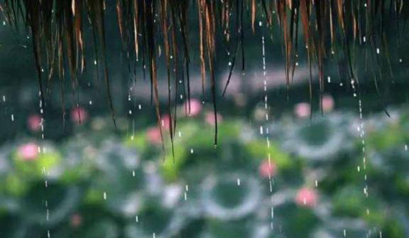梅雨季節(jié)，養(yǎng)花怎么做？