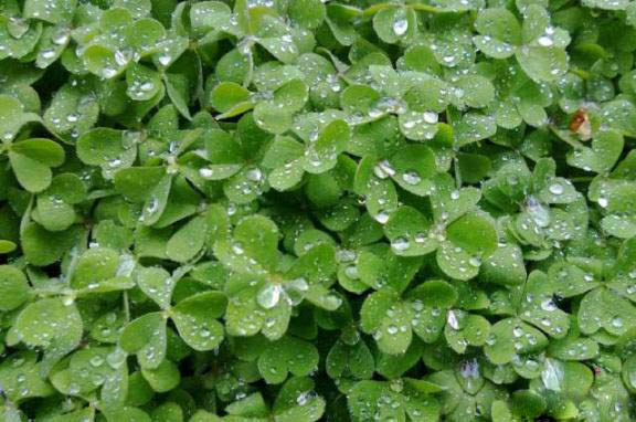梅雨季節(jié)，養(yǎng)花怎么做？