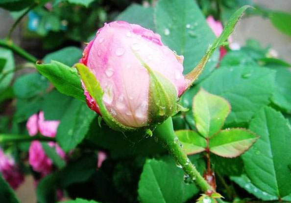 梅雨季節(jié)，養(yǎng)花怎么做？