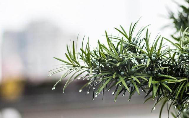 梅雨季節(jié)，養(yǎng)花怎么做？