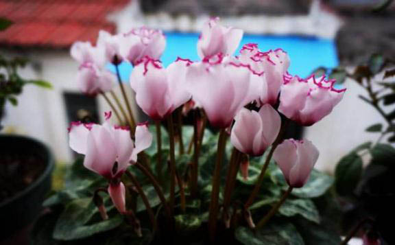 梅雨季節(jié)，養(yǎng)花怎么做？