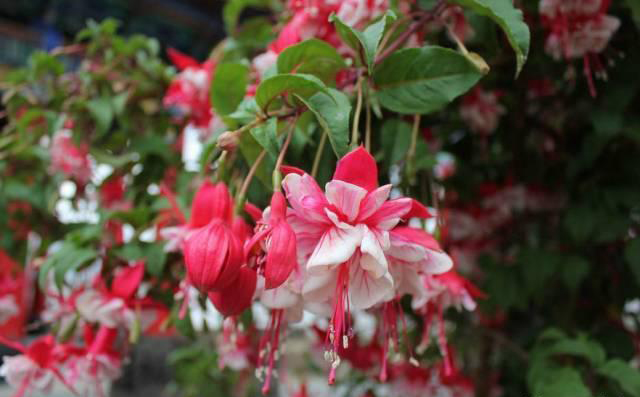 梅雨季節(jié)，養(yǎng)花怎么做？