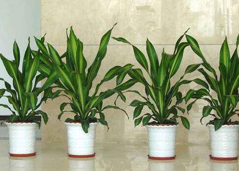 室內(nèi)觀葉植物如何選擇，應該怎樣進行養(yǎng)護