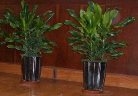 室內(nèi)觀葉植物如何選擇，應該怎樣進行養(yǎng)護