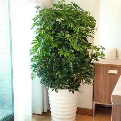 重慶植物租賃，如何防治盆栽植物鵝掌柴葉子脫落