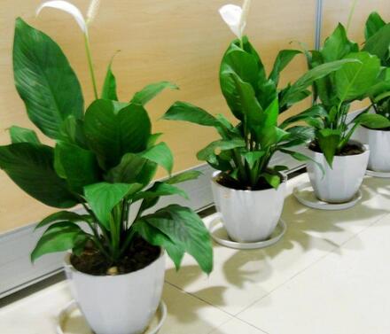 重慶植物租賃，綠化對(duì)人們的重要性