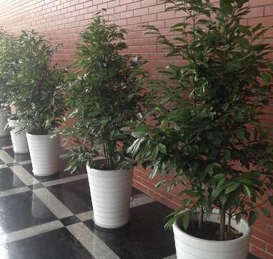 重慶植物租賃，綠化對(duì)人們的重要性