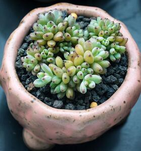 綠色植物花卉養(yǎng)護(hù)常識之一，溫度與光照
