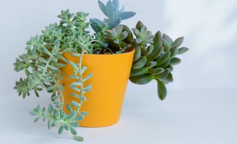 重慶室內(nèi)植物應該怎么樣的養(yǎng)護