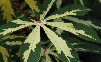 花葉木薯栽培養(yǎng)護(hù)方法和病蟲(chóng)防止技巧