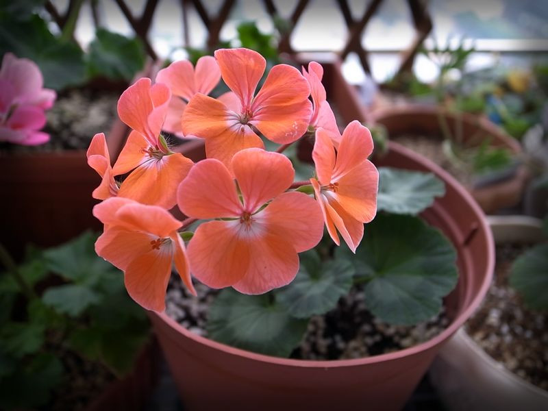 植物租賃，天竺葵，養(yǎng)護(hù)