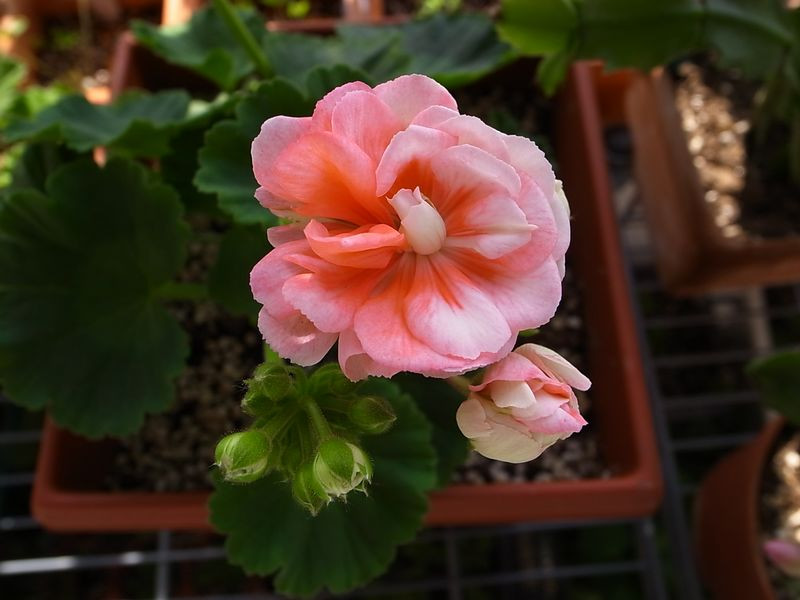 植物租賃，天竺葵，養(yǎng)護(hù)