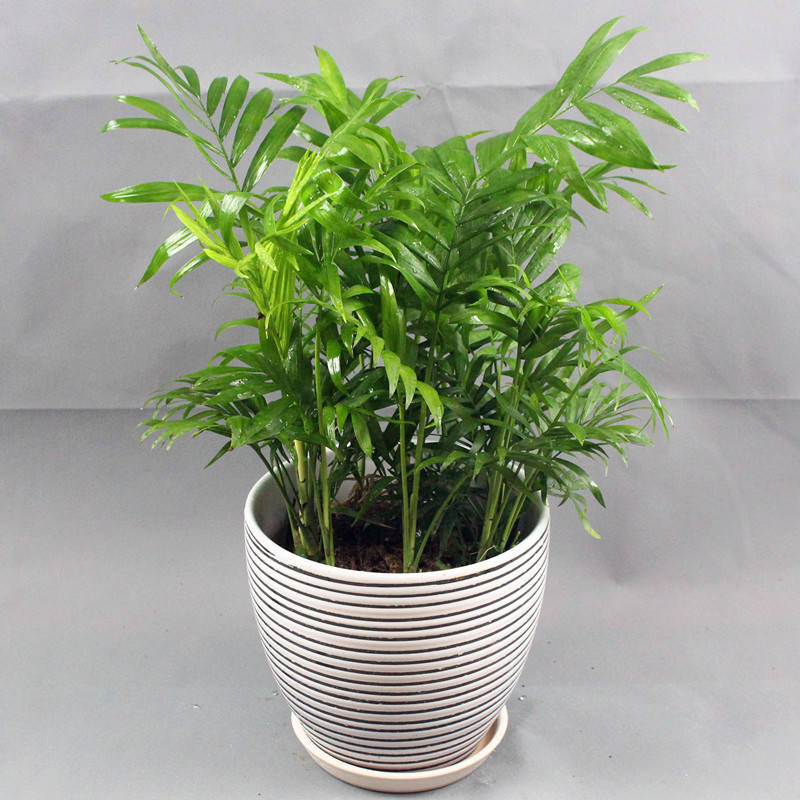 袖珍椰子，植物租擺