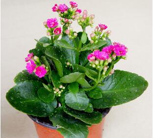 長(zhǎng)壽花.jpg