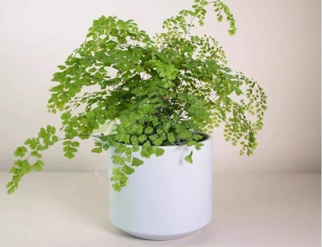 鐵線(xiàn)蕨