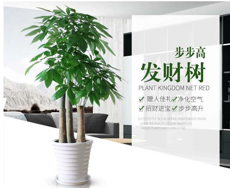 植物租賃公司哪家好?我說(shuō)了不算，您看了這家心里就有數(shù)了 