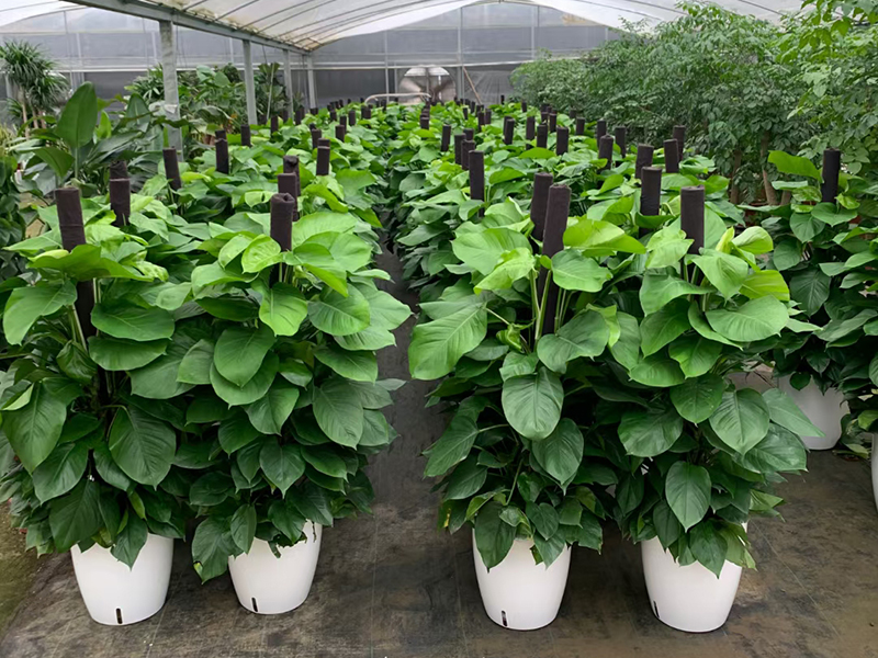 選擇植物租賃公司需要注意哪些方面？